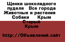 Щенки шоколадного пуделя - Все города Животные и растения » Собаки   . Крым,Старый Крым